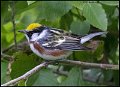 _B218851 chestnut-sided warbler